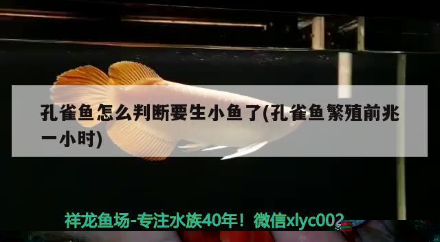 煙臺魚缸制作廠家地址及電話多少(煙臺哪里有做魚缸的)