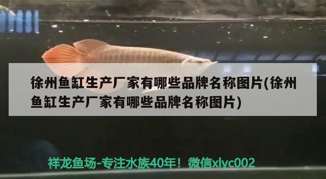 徐州魚缸生產(chǎn)廠家有哪些品牌名稱圖片(徐州魚缸生產(chǎn)廠家有哪些品牌名稱圖片) 雪龍魚