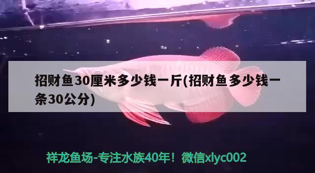 招財(cái)魚30厘米多少錢一斤(招財(cái)魚多少錢一條30公分) 觀賞魚