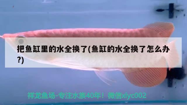 把魚缸里的水全換了(魚缸的水全換了怎么辦?) 月光鴨嘴魚