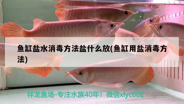 魚缸鹽水消毒方法鹽什么放(魚缸用鹽消毒方法)