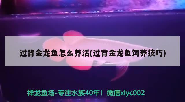 過(guò)背金龍魚怎么養(yǎng)活(過(guò)背金龍魚飼養(yǎng)技巧) 金龍魚百科