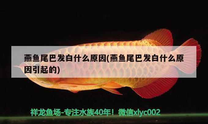 燕魚尾巴發(fā)白什么原因(燕魚尾巴發(fā)白什么原因引起的)