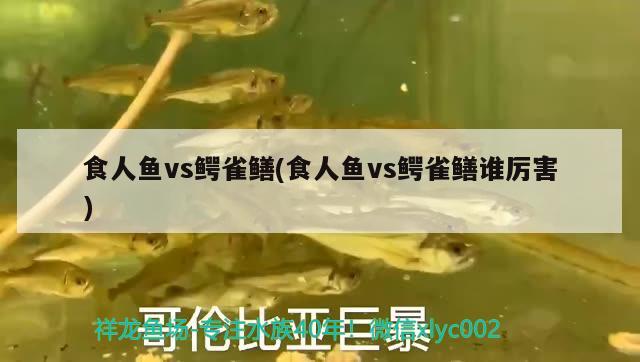 食人魚vs鱷雀鱔(食人魚vs鱷雀鱔誰厲害)