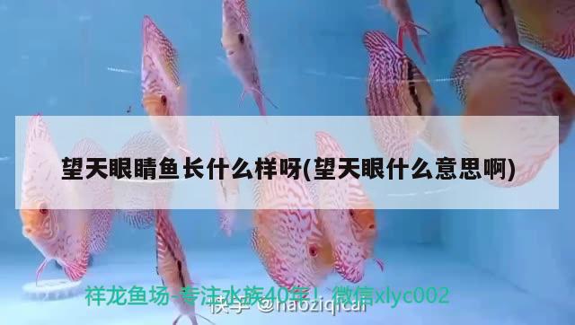 望天眼睛魚(yú)長(zhǎng)什么樣呀(望天眼什么意思啊) 觀賞魚(yú)