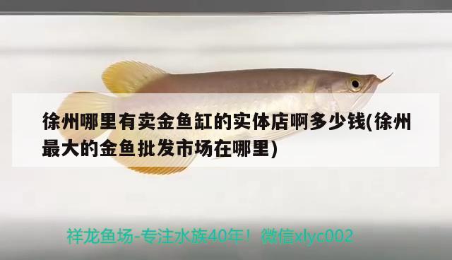 徐州哪里有賣金魚缸的實(shí)體店啊多少錢(徐州最大的金魚批發(fā)市場(chǎng)在哪里)