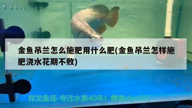 金魚吊蘭怎么施肥用什么肥(金魚吊蘭怎樣施肥澆水花期不敗)