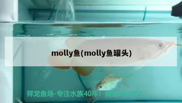 molly魚(molly魚罐頭) 觀賞魚