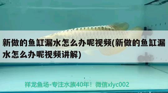 新做的魚缸漏水怎么辦呢視頻(新做的魚缸漏水怎么辦呢視頻講解)