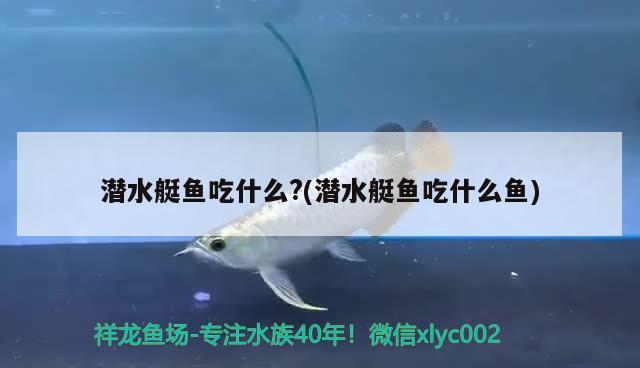 潛水艇魚(yú)吃什么?(潛水艇魚(yú)吃什么魚(yú))