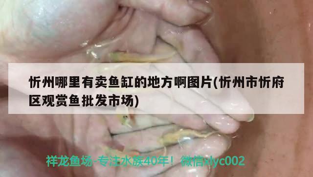 忻州哪里有賣魚缸的地方啊圖片(忻州市忻府區(qū)觀賞魚批發(fā)市場(chǎng))