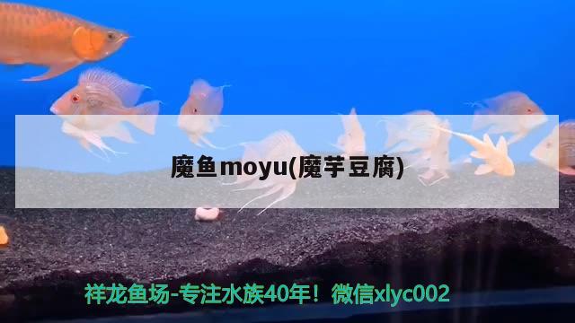 魔魚moyu(魔芋豆腐) 觀賞魚