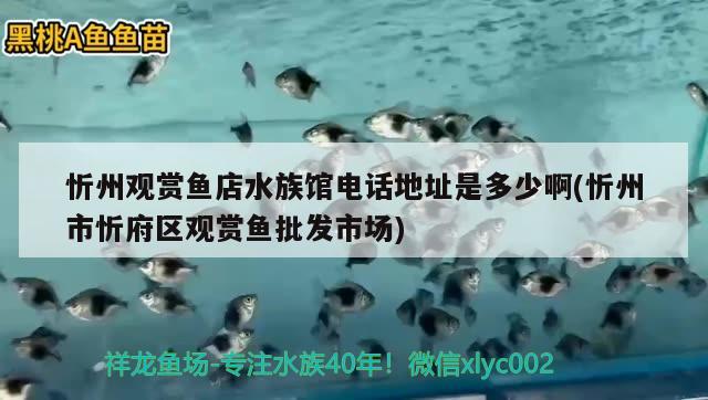 忻州觀賞魚店水族館電話地址是多少啊(忻州市忻府區(qū)觀賞魚批發(fā)市場)