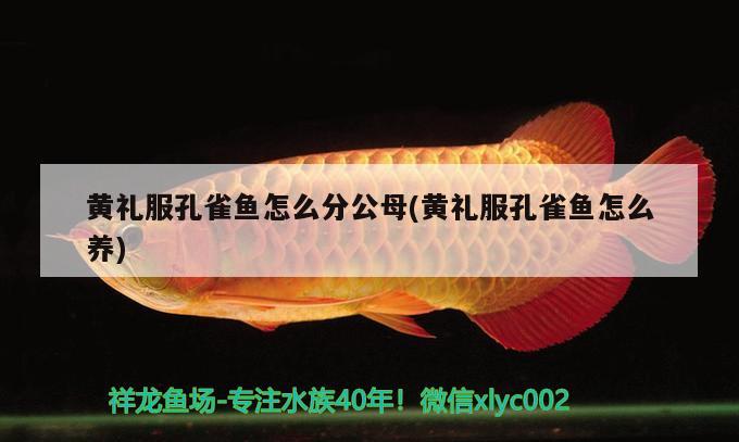 黃禮服孔雀魚怎么分公母(黃禮服孔雀魚怎么養(yǎng))