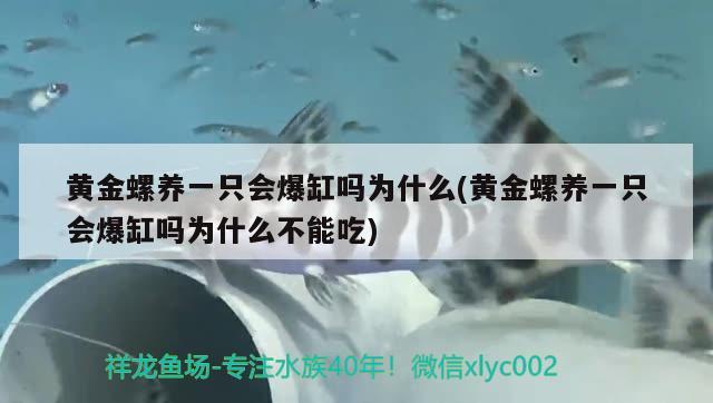 黃金螺養(yǎng)一只會爆缸嗎為什么(黃金螺養(yǎng)一只會爆缸嗎為什么不能吃)