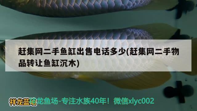 趕集網(wǎng)二手魚缸出售電話多少(趕集網(wǎng)二手物品轉(zhuǎn)讓魚缸沉木) 黃金斑馬魚