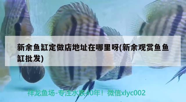 新余魚(yú)缸定做店地址在哪里呀(新余觀賞魚(yú)魚(yú)缸批發(fā)) 帝王血鉆魚(yú)