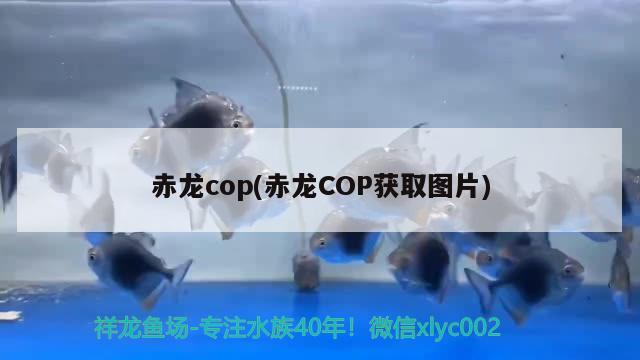 赤龍cop(赤龍COP獲取圖片)