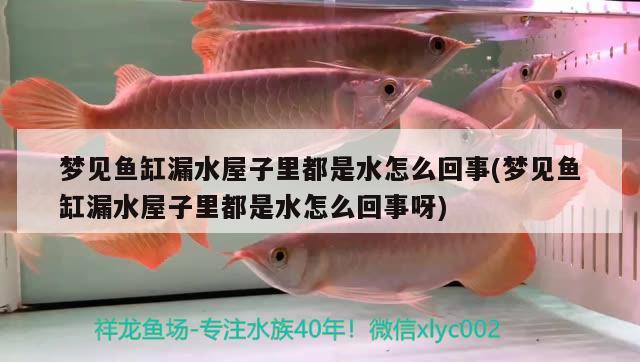 夢見魚缸漏水屋子里都是水怎么回事(夢見魚缸漏水屋子里都是水怎么回事呀)