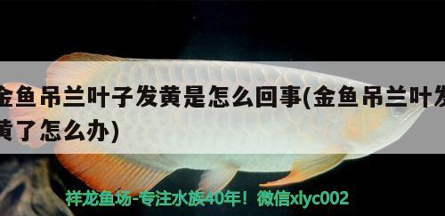 金魚吊蘭葉子發(fā)黃是怎么回事(金魚吊蘭葉發(fā)黃了怎么辦)