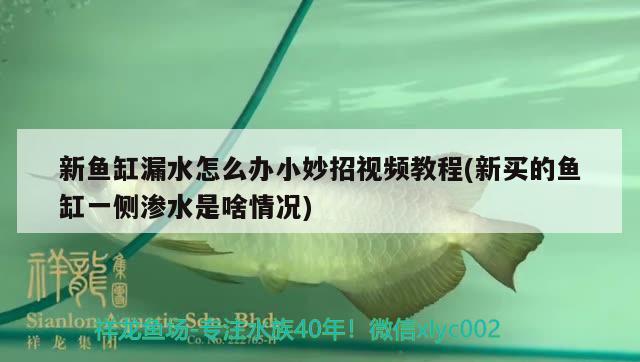 新魚(yú)缸漏水怎么辦小妙招視頻教程(新買的魚(yú)缸一側(cè)滲水是啥情況)