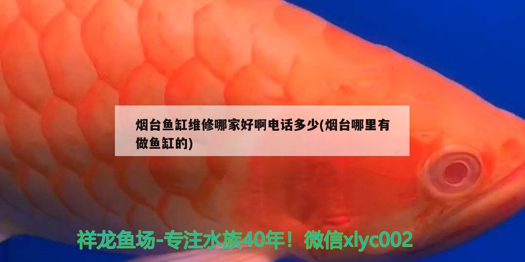 煙臺魚缸維修哪家好啊電話多少(煙臺哪里有做魚缸的) 除藻劑