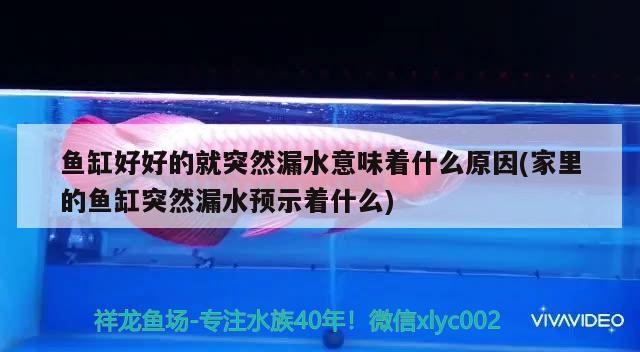 魚缸好好的就突然漏水意味著什么原因(家里的魚缸突然漏水預示著什么) 赤荔鳳冠魚