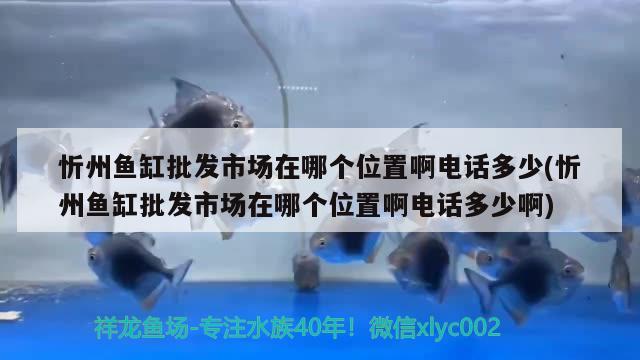 忻州魚缸批發(fā)市場(chǎng)在哪個(gè)位置啊電話多少(忻州魚缸批發(fā)市場(chǎng)在哪個(gè)位置啊電話多少啊) 黃金斑馬魚