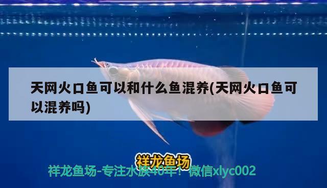 天網(wǎng)火口魚可以和什么魚混養(yǎng)(天網(wǎng)火口魚可以混養(yǎng)嗎)