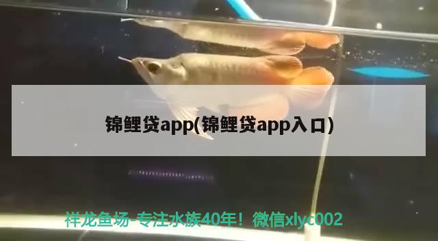 錦鯉貸app(錦鯉貸app入口) 觀賞魚