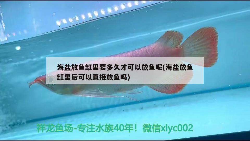 海鹽放魚缸里要多久才可以放魚呢(海鹽放魚缸里后可以直接放魚嗎) 稀有金龍魚