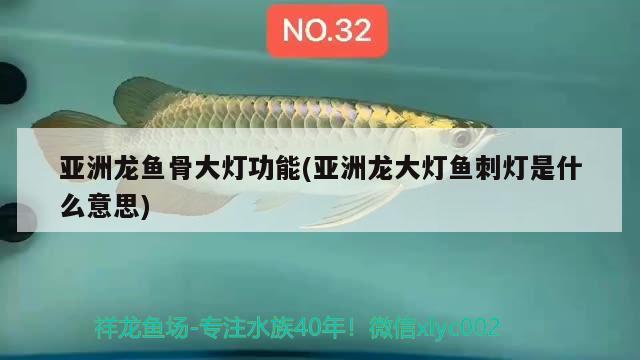 亞洲龍魚骨大燈功能(亞洲龍大燈魚刺燈是什么意思) 觀賞魚