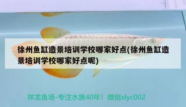 徐州魚缸造景培訓學校哪家好點(徐州魚缸造景培訓學校哪家好點呢) 祥龍超血紅龍魚