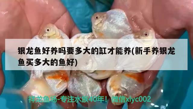 銀龍魚好養(yǎng)嗎要多大的缸才能養(yǎng)(新手養(yǎng)銀龍魚買多大的魚好)