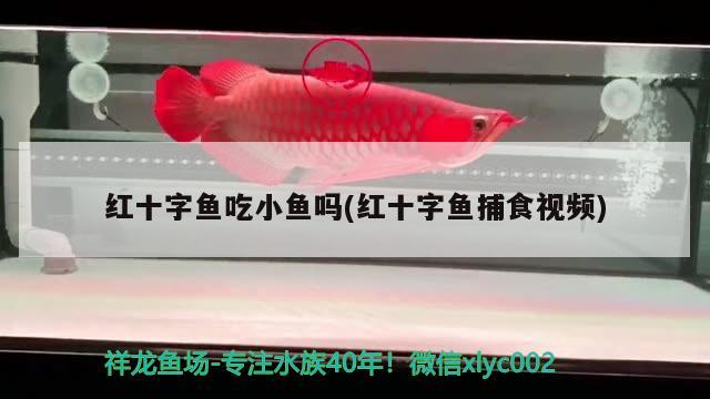 紅十字魚吃小魚嗎(紅十字魚捕食視頻)