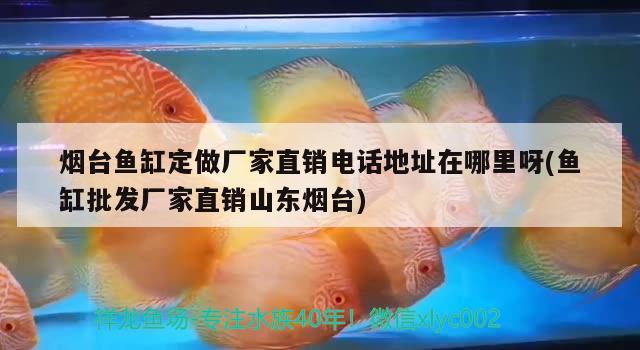 煙臺(tái)魚缸定做廠家直銷電話地址在哪里呀(魚缸批發(fā)廠家直銷山東煙臺(tái))