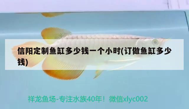 信陽定制魚缸多少錢一個小時(訂做魚缸多少錢) 白化巴西龜（白巴）