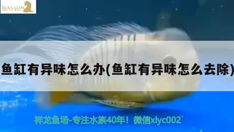 魚缸有異味怎么辦(魚缸有異味怎么去除)