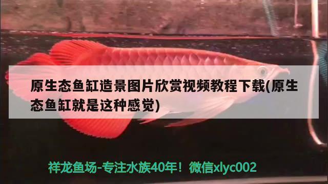 原生態(tài)魚缸造景圖片欣賞視頻教程下載(原生態(tài)魚缸就是這種感覺) 大白鯊魚