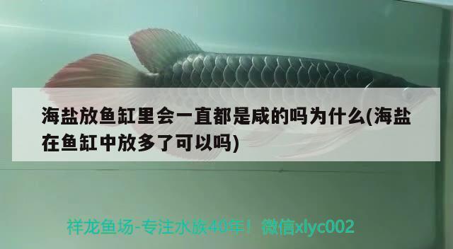 海鹽放魚缸里會(huì)一直都是咸的嗎為什么(海鹽在魚缸中放多了可以嗎)