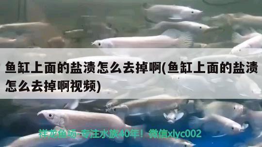 魚缸上面的鹽漬怎么去掉啊(魚缸上面的鹽漬怎么去掉啊視頻) 玫瑰銀版魚