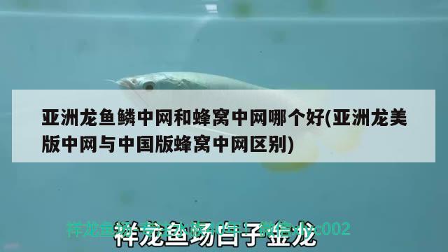 亞洲龍魚鱗中網和蜂窩中網哪個好(亞洲龍美版中網與中國版蜂窩中網區(qū)別)