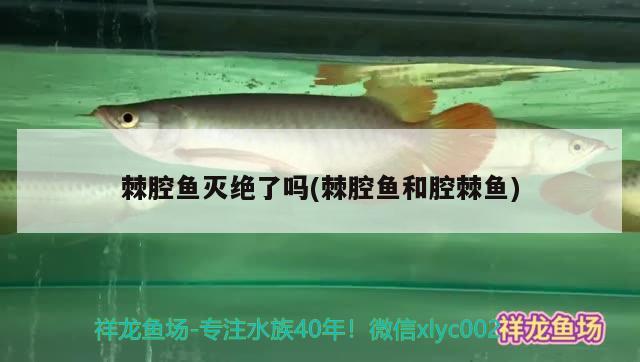 棘腔魚滅絕了嗎(棘腔魚和腔棘魚) 觀賞魚