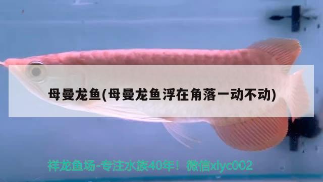 母曼龍魚(母曼龍魚浮在角落一動不動)