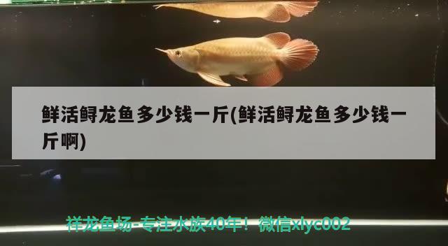 鮮活鱘龍魚多少錢一斤(鮮活鱘龍魚多少錢一斤啊) 觀賞魚