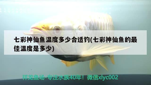 七彩神仙魚溫度多少合適釣(七彩神仙魚的最佳溫度是多少) 垂釣樂園