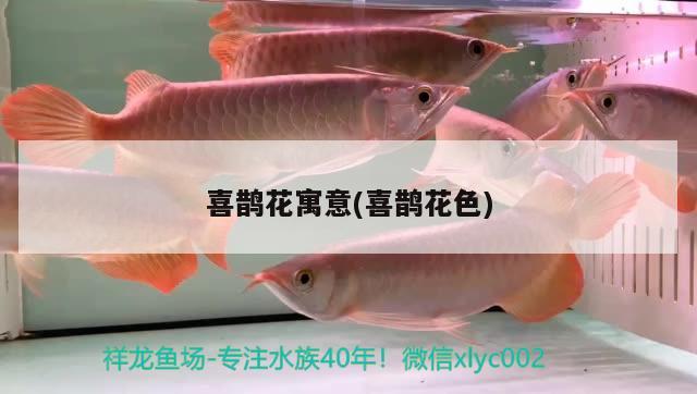 喜鵲花寓意(喜鵲花色) 觀賞魚