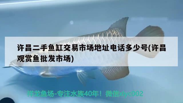 許昌二手魚缸交易市場地址電話多少號(hào)(許昌觀賞魚批發(fā)市場)