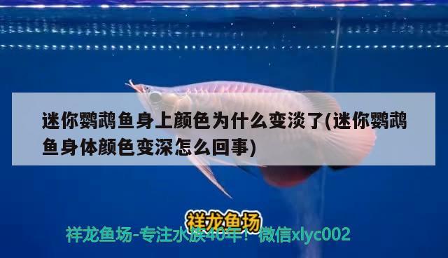 迷你鸚鵡魚身上顏色為什么變淡了(迷你鸚鵡魚身體顏色變深怎么回事)