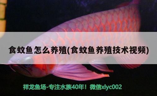 食蚊魚(yú)怎么養(yǎng)殖(食蚊魚(yú)養(yǎng)殖技術(shù)視頻) 觀賞魚(yú)